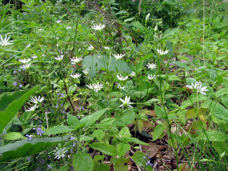 radura di montagna - Stellaria cfr.graminea